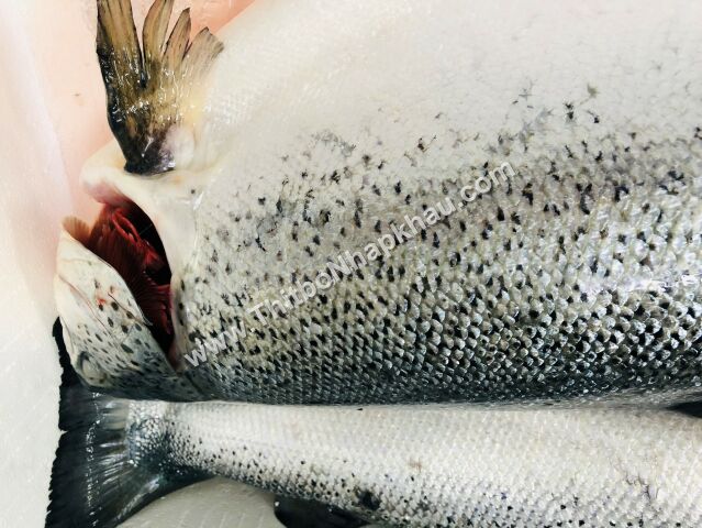 Ảnh khác của Cá Hồi Tươi Nauy Nguyên Con- Fresh Whole Salmon